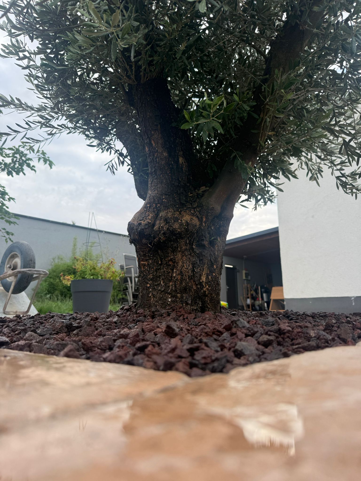 Olivenbaum in einem Schotterbeet als Teil der Gartengestaltung